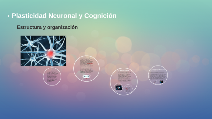 Plasticidad Neuronal y Cognición by Claudio Mendizabal on Prezi