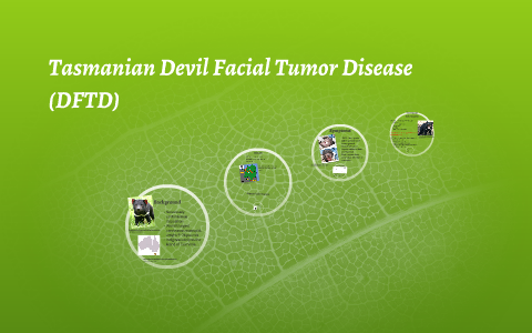 Tasmanian Devil Facial Tumor Disease (DFTD) by on Prezi