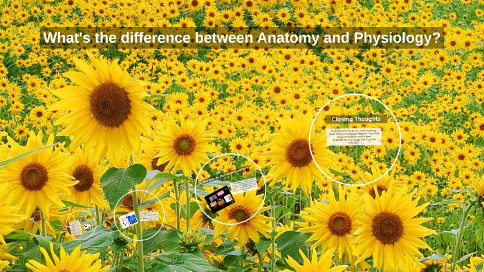 WHAT IS THE DIFFERENCE BETWEEN ANATOMY AND PHYSIOLOGY SHORT ANSWER visual data 7