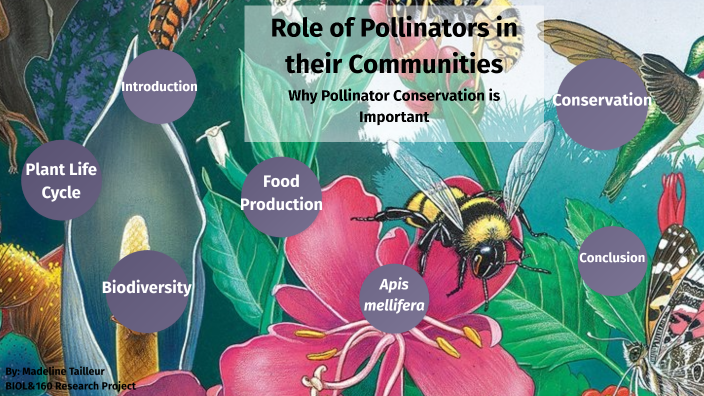 Role of Pollinators in their Communities: Why Pollinator Conservation ...
