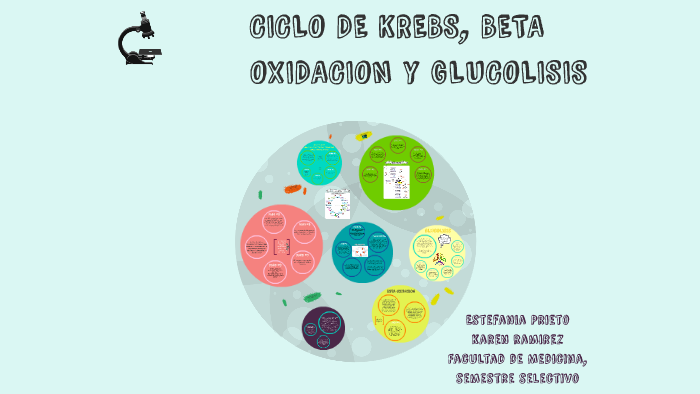 diagrama de glucolisis y ciclo de krebs