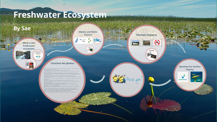 freshwater ecosystem abiotic factors
