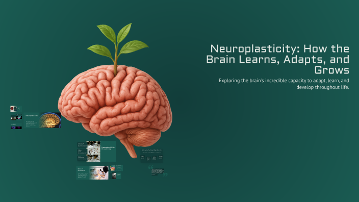 Neuroplasticity: How the Brain Learns, Adapts, and Grows by shereef ...