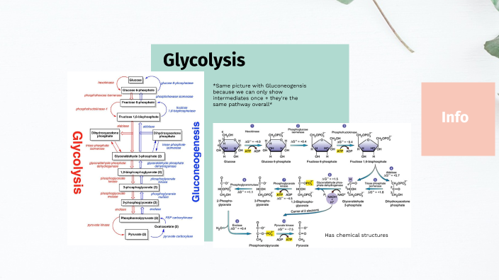 Metabolism Flowchart by Teresa Roque on Prezi