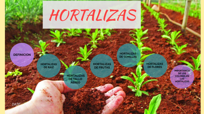 Hortalizas AV by MIGUEL ARTURO VELASCO GOMEZ on Prezi