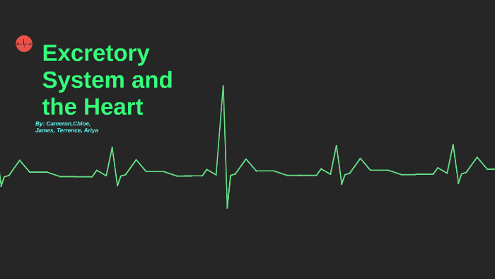 Excretory System and the Heart by Terrence Yang