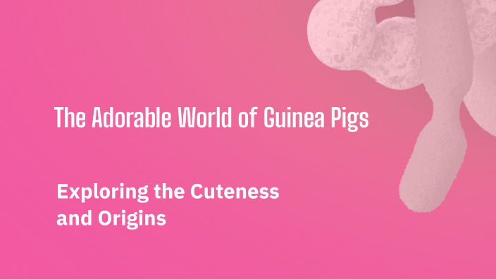 The Adorable World of Guinea Pigs by Ty Schleicher on Prezi