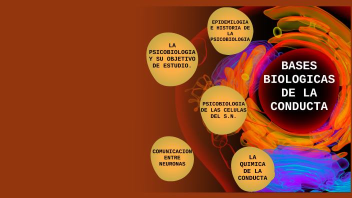 Bases BiolÓgicas De La Conducta By Astrid Guadalupe May Padilla 2944