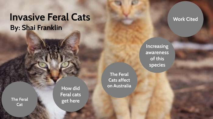 Feral Cat Invasive Species By Jarvonted Franklin On Prezi 9175