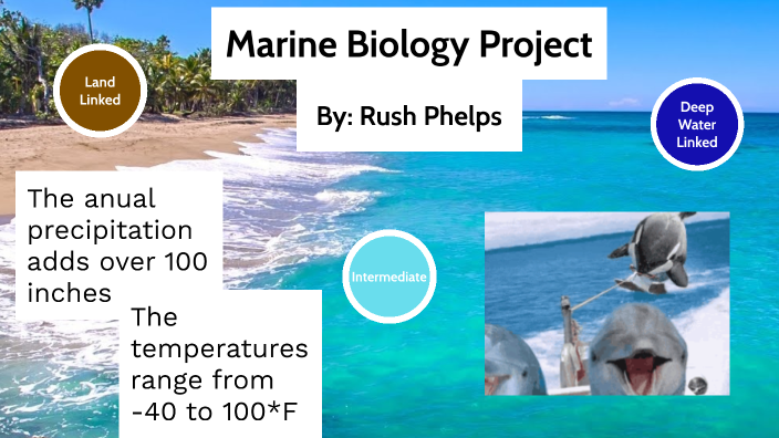 marine-biology-project-by-rush-phelps-on-prezi