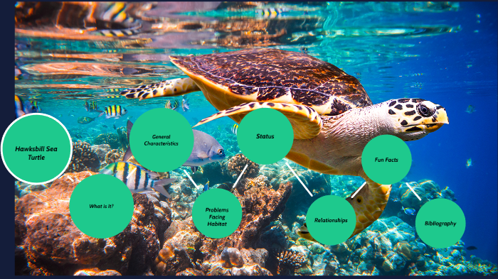 fun-facts-about-hawksbill-sea-turtles