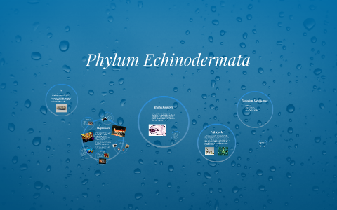 Phylum Echinodermata by Noel Smith on Prezi