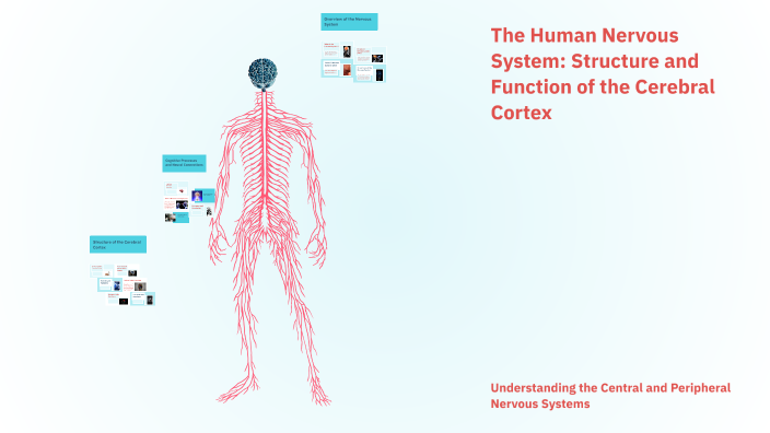 The Human Nervous System: Structure and Function of the Cerebral Cortex ...