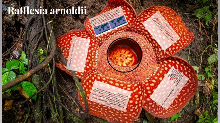 Rafflesia arnoldii