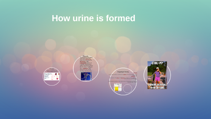 How urine is formed by Romeo Crouch on Prezi