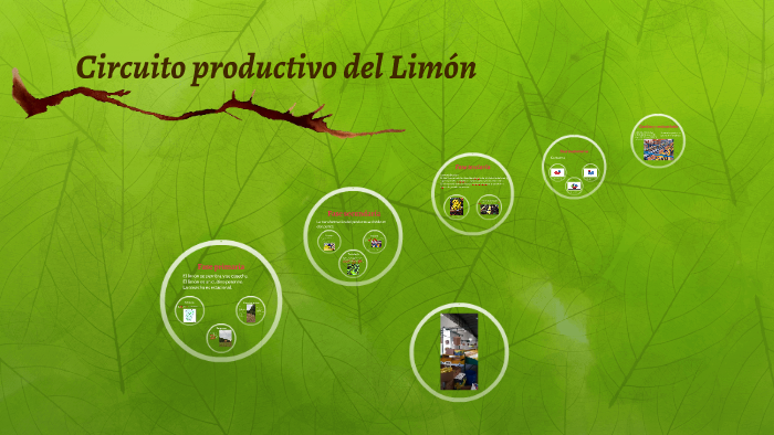 Circuito Productivo Del Limón By Maria Dale On Prezi