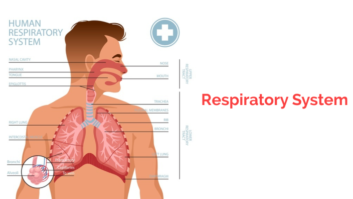 Respiratory System by Hadley Waldren on Prezi