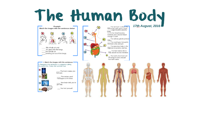 The human body class 1 8vo by Paula Retamal