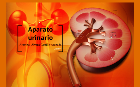 Aparato urinario by on Prezi