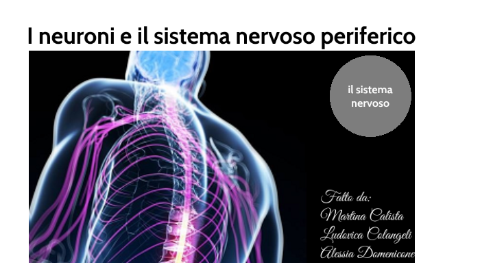 il sistema nervoso by Ludovica Colangeli on Prezi