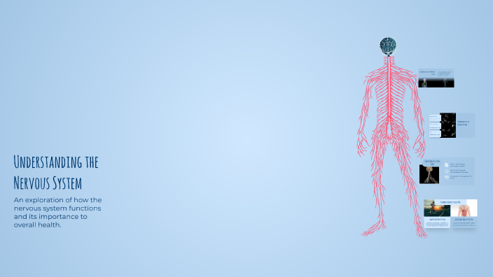 Understanding the Nervous System by S m on Prezi