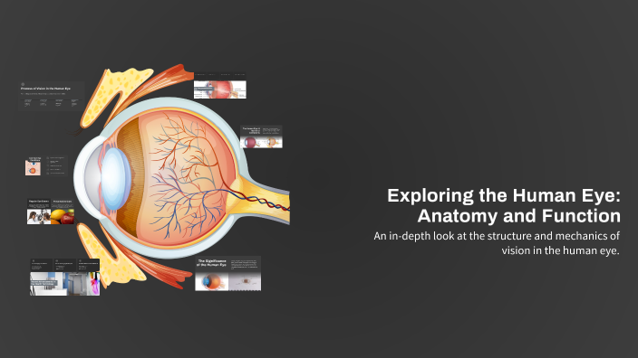 Exploring the Human Eye: Anatomy and Function by Jasmin Padhan on Prezi