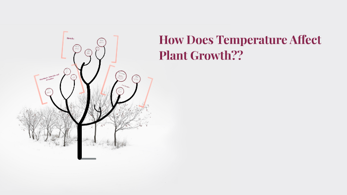 How Temperature Affects Plant Growth