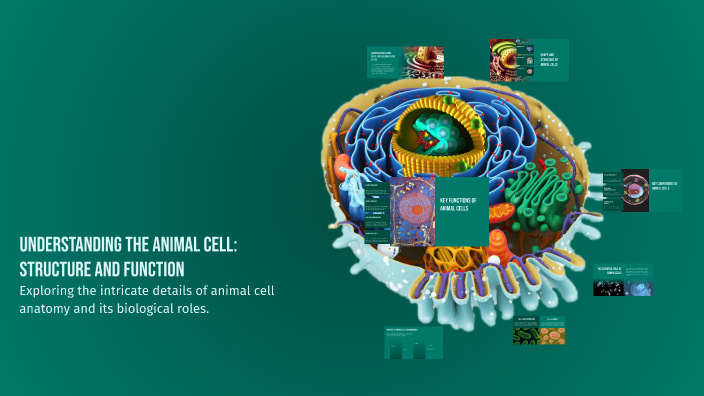 Understanding the Animal Cell: Structure and Function by Louise Kirby ...