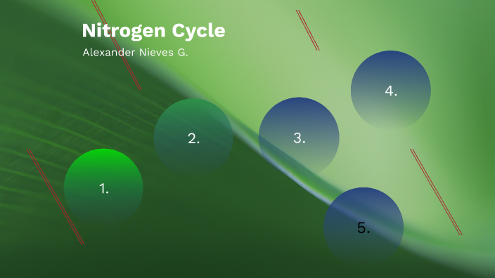 Nitrogen Cycle by Alexander Gonzalez on Prezi