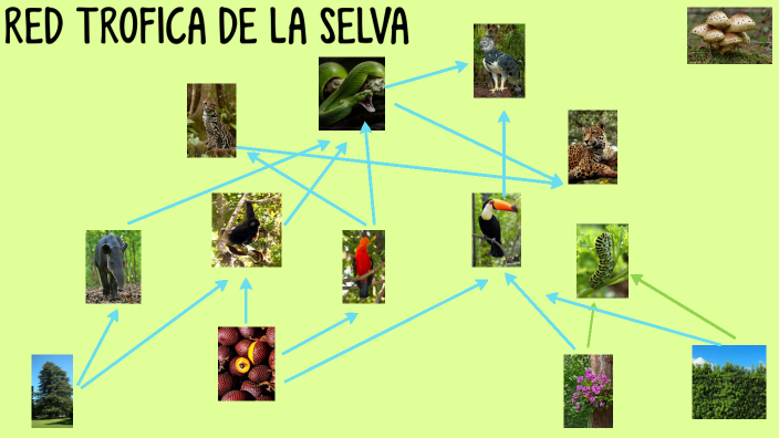 RED TROFICA DE LA SELVA by DAMARIS LIZCEET CCANA FLOREZ on Prezi