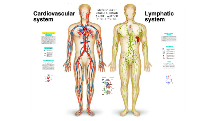 Circulatory And Lymphatic Systems By Emma Galligan On Prezi 9349