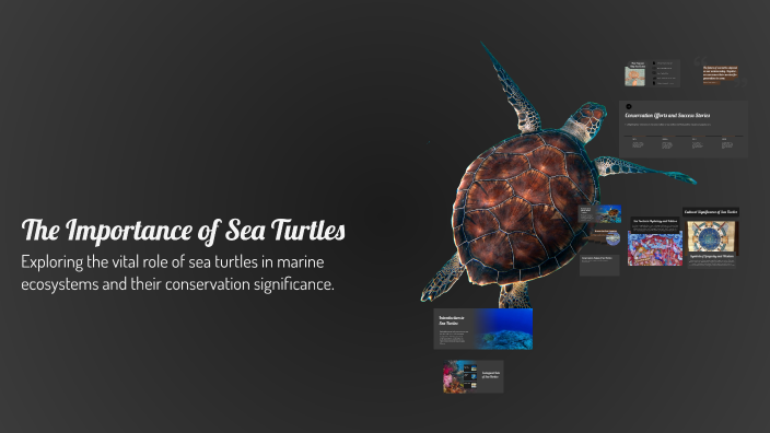 The Importance of Sea Turtles by Autumn Meszaros on Prezi
