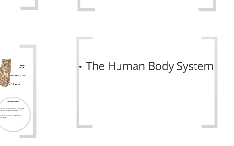 Human Body Systems by Martin Ormberg