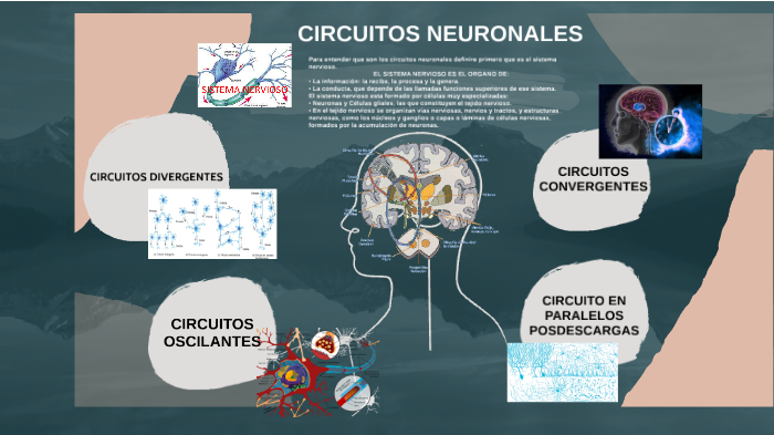 Circuito Neuronal By Valeria Ledezma On Prezi