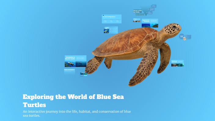Exploring the World of Blue Sea Turtles by Harry Creaser on Prezi