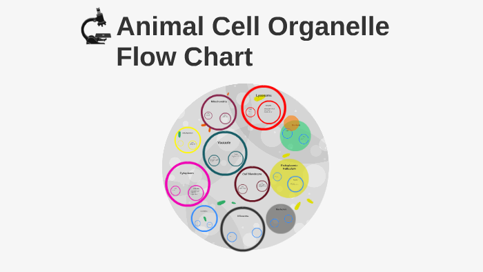 Cell Flow Chart