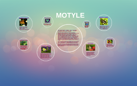 MOTYLE by Monika Ewelina on Prezi