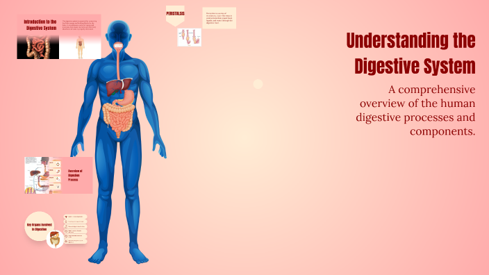 Understanding the Digestive System by Daniel Martinez on Prezi
