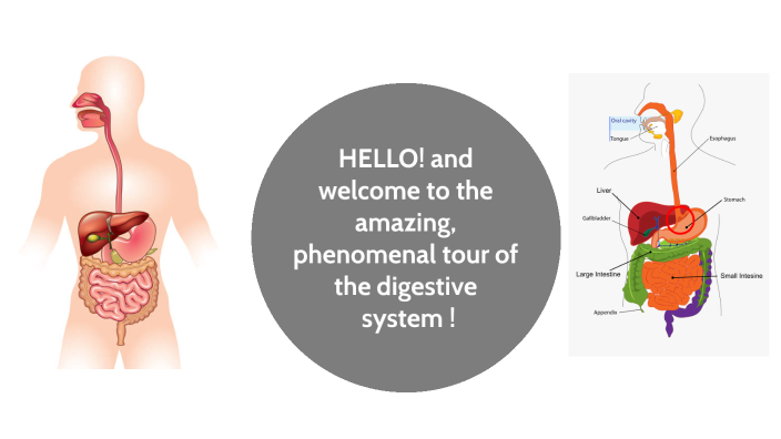 create a travel brochure of the digestive system