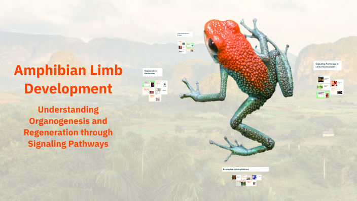 Amphibian Limb Development by Sonal Jaiswal on Prezi