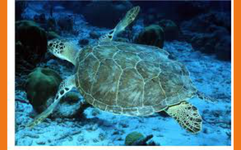 leatherback sea turtle by Noah Sim on Prezi