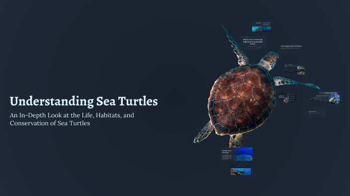 Understanding Sea Turtles by Shane Mitchell on Prezi