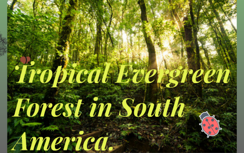 Tropical Evergreen Forest in South America. by Bella Bowman