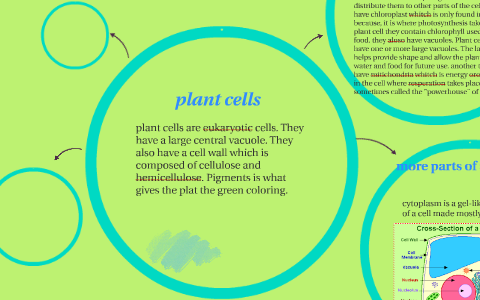 Plant Cells By Mikayla Rumsey