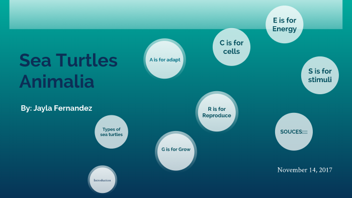 Sea turtles by: jayla by Jayla Fernandez on Prezi