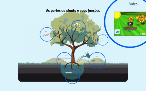 As raízes fixam a planta ao solo.Também retiram a água, os n by ...