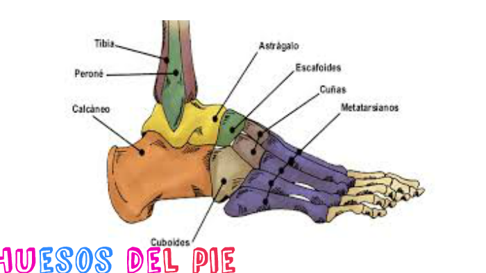 huesos del pie by Andres Diaz Mondragon