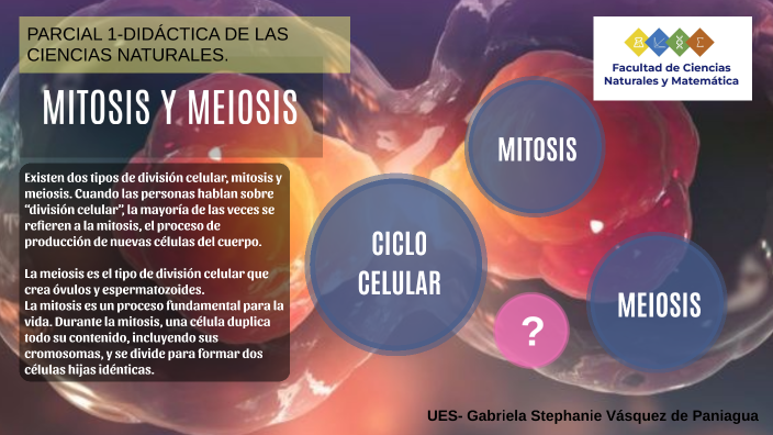 Mitosis y meiosis. by Gabriela Vásquez