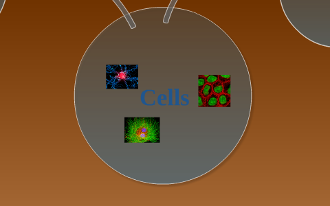 Plant Cell and Animal Cell by Andrew Paetzhold on Prezi