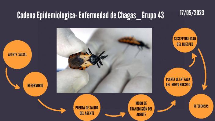 Cadena Epidemiologica- Enfermedad de Chagas_Grupo 43 by kenny yurani